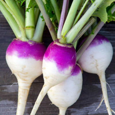 VibeX ™ XLS-297 Turnip Purple Seeds - Turnip Purple Seeds Seed(150 per packet)