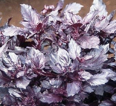 VibeX Red Mint Seed(25 per packet)