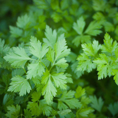 DROXTY CORIANDER Seed(150 per packet)