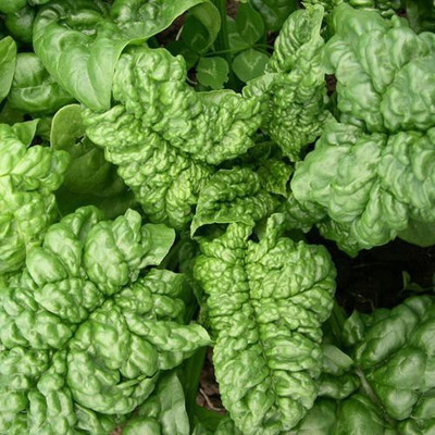 VibeX ® XL-603 Savoy Spinach Seeds-60 Seeds Seed(60 per packet)