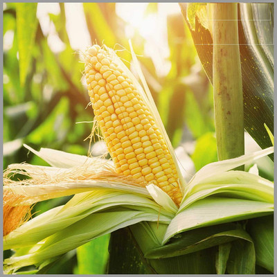 VibeX Quick Growing Sweet Corn Seeds Seed(100 per packet)
