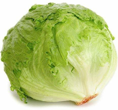 VibeX ™ VXI-500 High Yielding Organic Hybrid Lettuce Seeds Seed(125 per packet)