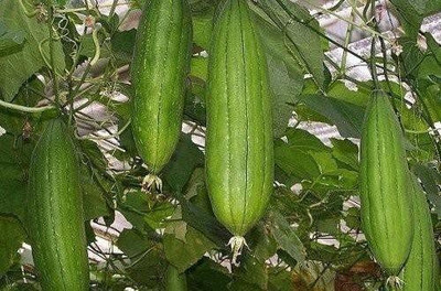 Decon Sponge Gourd Seed(50 per packet)