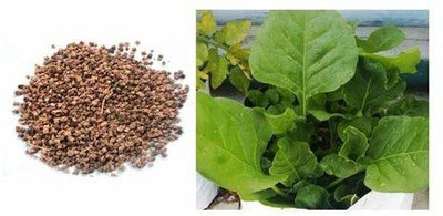 Qualtivate ™ Organic Palak Seeds For Home Garden -150 Seed Seed(150 per packet)