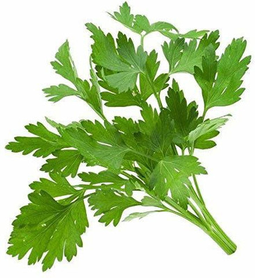 VibeX Coriander Imported Seeds Seed(175 per packet)