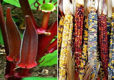 VibeX Okra Bhindi Scarlet Red and Rainbow Corn Seeds Seed(100 per packet)