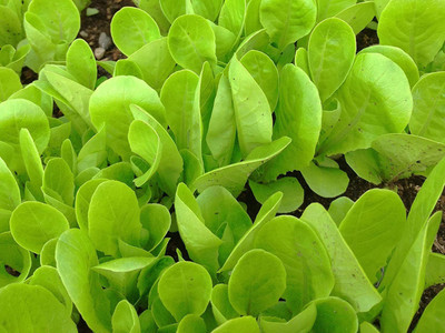 VibeX ® VXI-309 Green Grand Rapids Lettuce Seeds Seed(50 per packet)