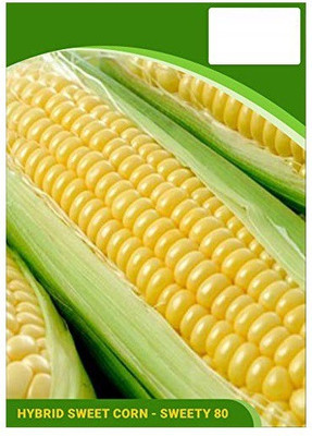 ActrovaX F1 Hybrid Sweet Corn Sweety [2000 Seeds] Seed(2000 per packet)
