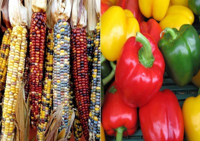 VibeX ® VXL-1322 Colourful Rainbow Corn and Capsicum Mixed Seeds Seed(250 per packet)