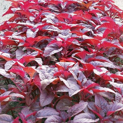 Aywal Cholai Red Saag Seed(300 per packet)