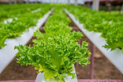 Aywal Round Lettuce Iceberg Vegetable Seed(175 per packet)