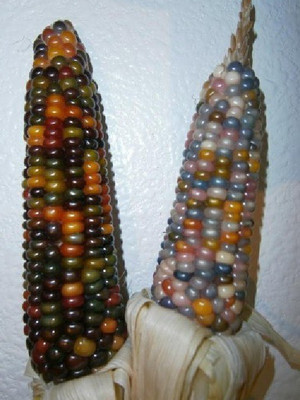 VibeX ® VXL-292 Glass Gem Native Corn Seed Seed(40 per packet)