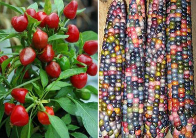 VibeX Hybrid Chilli Red Pearl Queen and Rainbow Corn Seeds Seed(80 per packet)