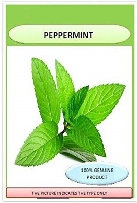VibeX ™ VXL-248 Fast Grow PEPPERMINT SEEDS Seed(175 per packet)