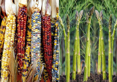 WILLVINE Rainbow Corn and Asparagus Seed(1000 per packet)