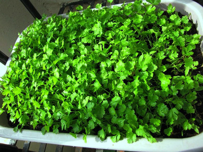 DROXTY CORIANDER Seed(200 per packet)
