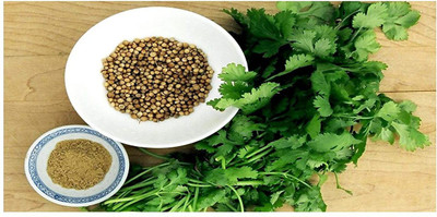 DROXTY 56-XV-CORIANDER F1 HYBRID SEEDS Seed(100 per packet)