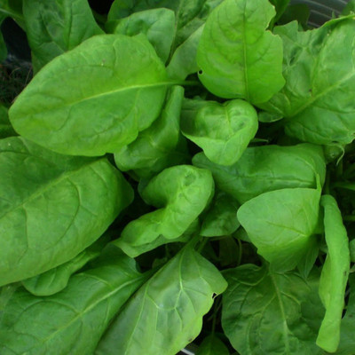 Qualtivate ™ Organic Spinach Selection Chitra Quality Seeds -150 Seed Seed(150 per packet)