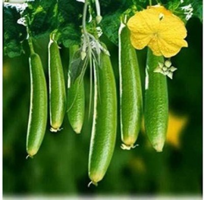 VibeX Sponge Gourd Tori Organic Hybrid[50 Gms, 250 Seeds] Seed(250 per packet)