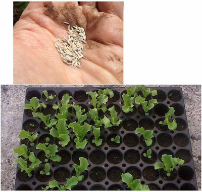 Biosnyg Lettuce F1 Hybrid Seeds 20gm Seeds Seed(20 g)