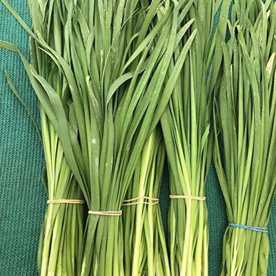VibeX ™ VXL-76 Non-GMO High Yield Open-Pollinated Heirloom Garlic Chives Seed(70 per packet)