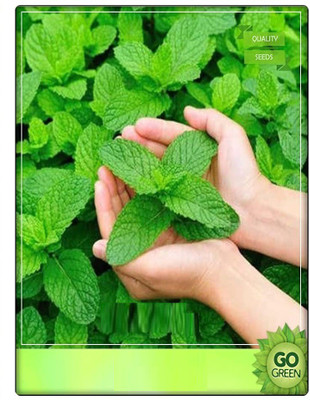 ActrovaX Medicinal Plant PeperMint Pudina/Puthina or Mentha [2000 Seeds] Seed(2000 per packet)