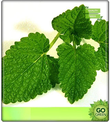 Biosnyg Exotic Herb Seeds - Mint Seeds 250 Seeds Seed(250 per packet)