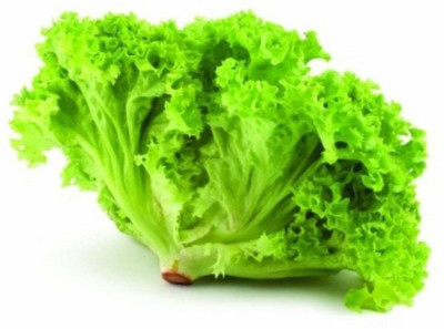 CYBEXIS Heirloom Quality Lettuce F1 Hybrid Seeds1000 Seeds Seed(1000 per packet)