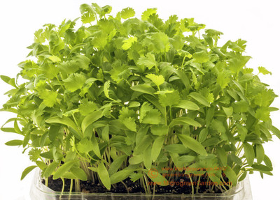 Qualtivate ® Microgreens Cilantro-Coriander-Dhaniya Leaf Seeds-150 Seed Seed(150 per packet)