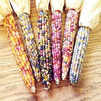 DROXTY ® VXL-612 High Yielding Rainbow Colourful Corn Seeds Seed(5 per packet)