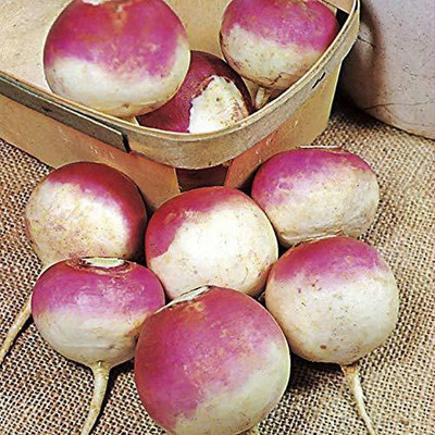 MKR Enterprises Shaljam Seed(60 per packet)