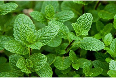VibeX Mint Seed(80 per packet)