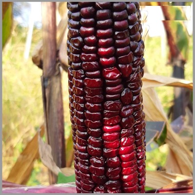 VibeX ® VXL-170 Organic Red Corn (maize) Traditional Seeds Seed(10 per packet)