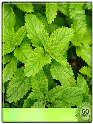 WILLVINE Peppermint Herb Seeds Seed(100 per packet)
