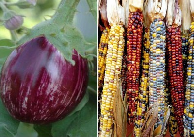 VibeX ® VXL-1132 F1 Hybrid Brinjal MK 24 and Rainbow Corn Seeds Seed(250 per packet)