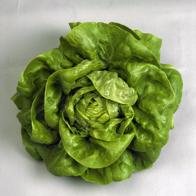 ActrovaX Lettuce Butterhead [2000 Seeds] Seed(2000 per packet)