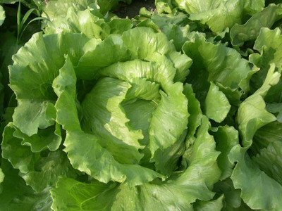 Aywal Lettuce (Hybrid) Seed(475 per packet)