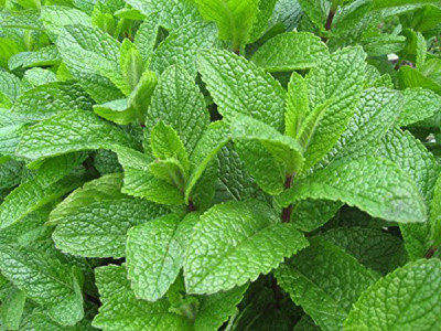 ActrovaX Mint Seed(1 g)