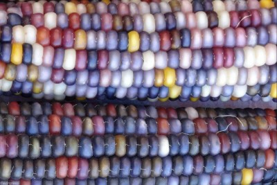 VibeX ™ VXL-217 Rainbow Corn Vegetable Glass Gem Heirloom Indian Corn Non-Gmo Seeds Seed(150 per packet)