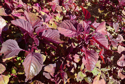 Biosnyg Spinach Red(Amaranthus) Lal Saag Cheera Seeds 5000 Seeds Seed(5000 per packet)