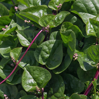 VibeX ™ XL-308 Vegetable Seeds Malabar Spinach Red Stem-250 Seeds Seed(250 per packet)