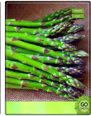 VibeX ™ VXL-175 Asparagus Herb Seeds Seed(60 per packet)