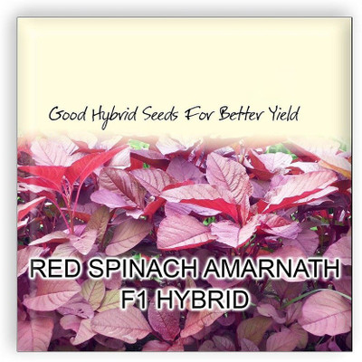 VibeX Red Spinach Amarnath F1 Hybrid Imported Vegetable Seeds Seed(500 per packet)