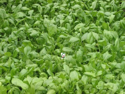 VibeX ® XL-163 Seeds of Hybrid Spinacia Oleracea Leaf Rich Palak-90 Seeds Seed(90 per packet)