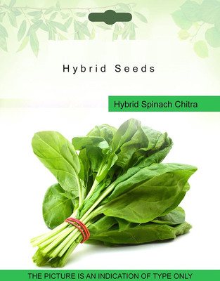 VibeX Organic Natural Spinach Seeds Seed(90 per packet)