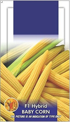 VibeX Baby Corn F1 Hybrid Vegetable Seeds Seed(80 per packet)