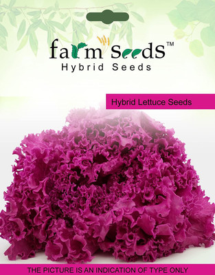 VibeX ™ VXI-268 Hybrid Lettuce Lollarossa 1 packet seeds Seed Seed(175 per packet)