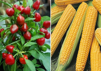 VibeX ™ VXL-769 F1 Hybrid Chilli Red Pearl Queen and F1 Hybrid Sweet Corn Seeds Seed(175 per packet)