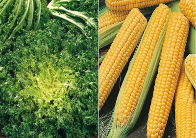 VibeX ® VXL-1290 Endive Riccia Cuore DI Oro and F1 Hybrid Sweet Corn Seeds Seed(175 per packet)