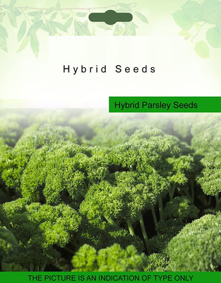 VibeX Hybrid Parsley Seeds Seed(35 per packet)